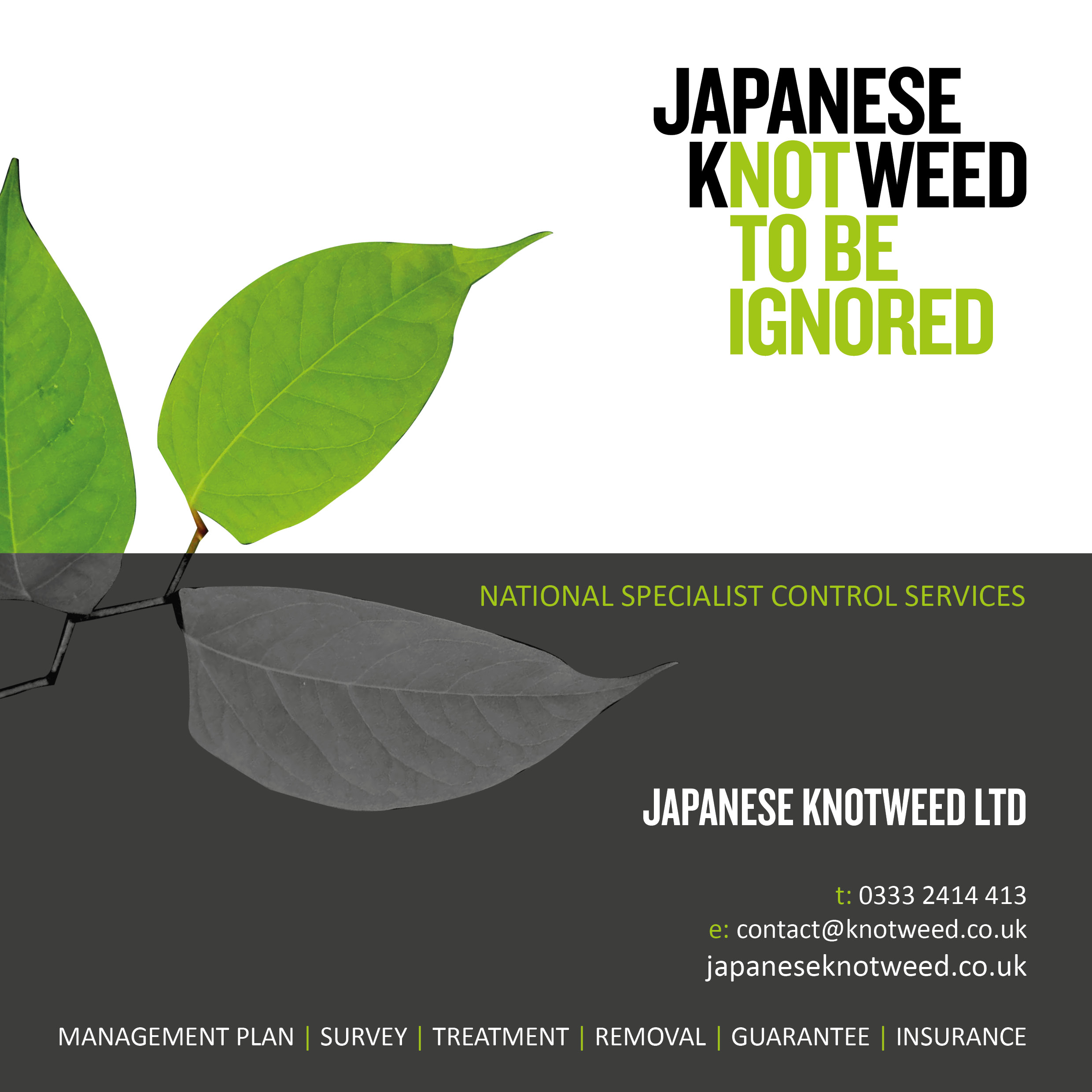 Image of a japanese knotweed brochure with a japanese knotweed plant on the cover