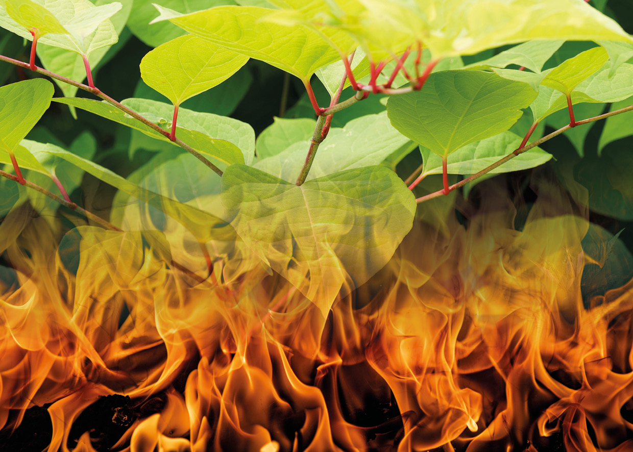 Will burning kill Japanese knotweed?