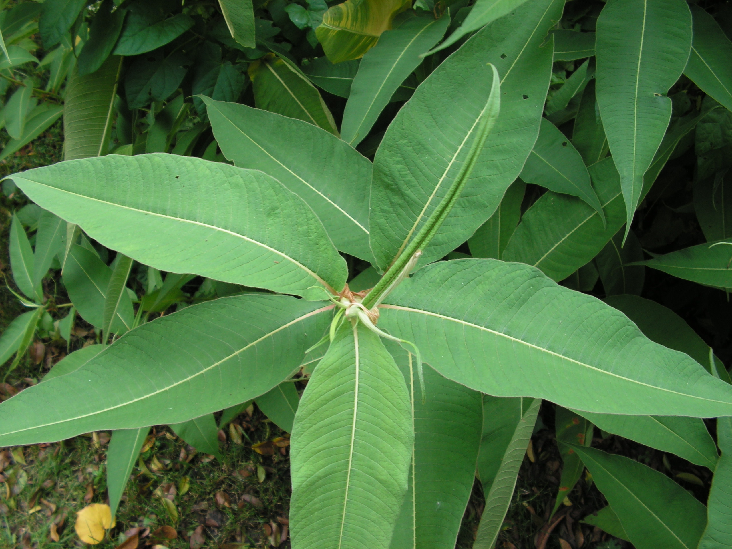 Example of HIMALAYAN knotweed leaves in star-shape pattern