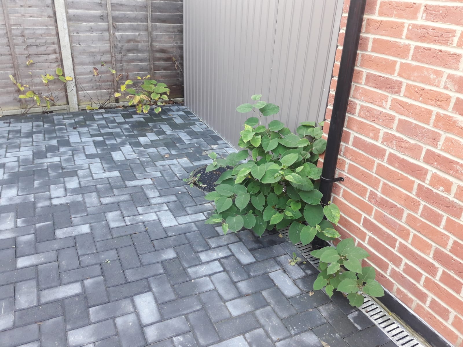 Japanese knotweed growing in drainage system