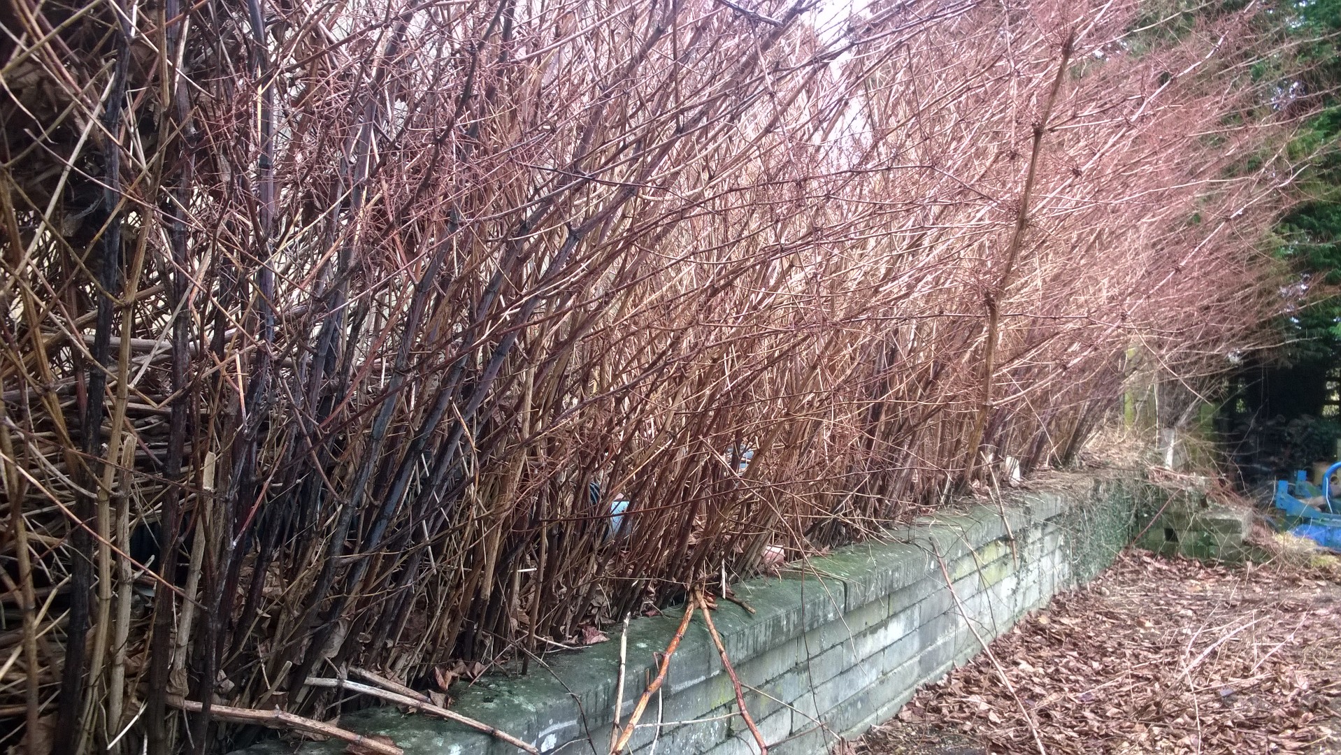 Brown japanese knotweed canes in winter