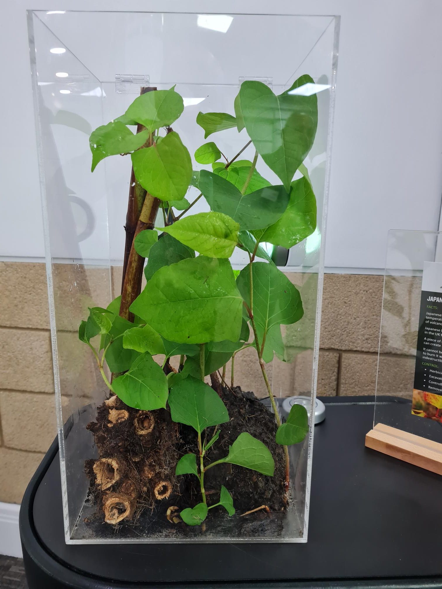 Japanese knotweed in a display case showing green shovel-shaped leaves and roots