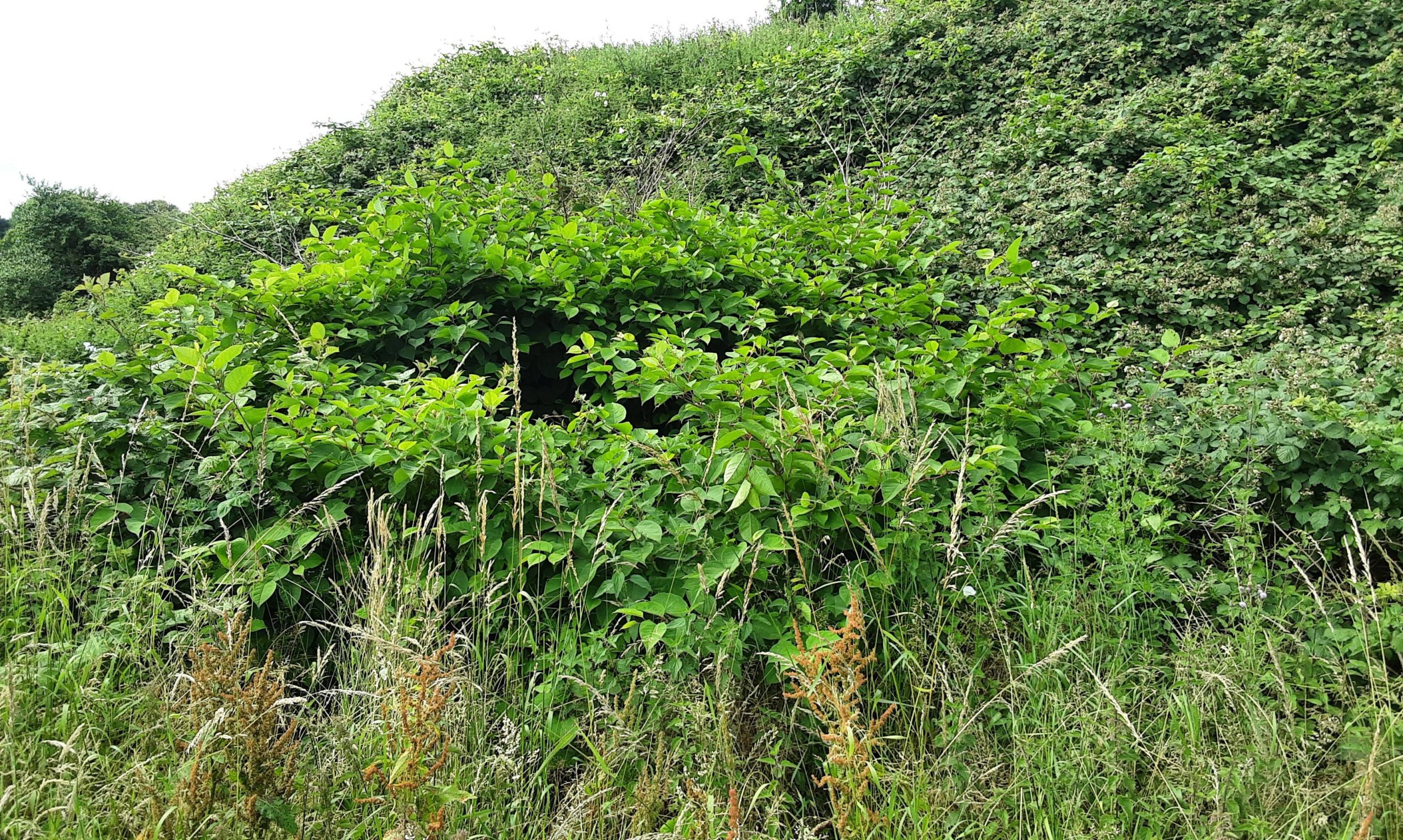 Cost Saving Knotweed Removal Solutions