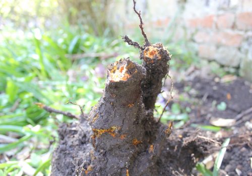 A japanese knotweed root snapped in half with orange carrot-like colour