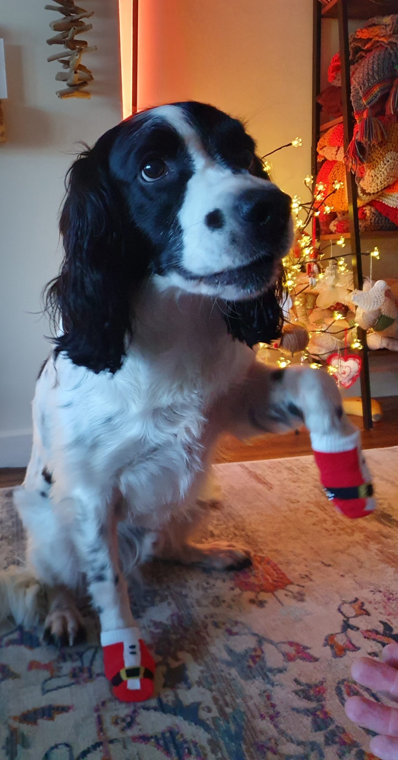 A dog wearing small christmas socks
