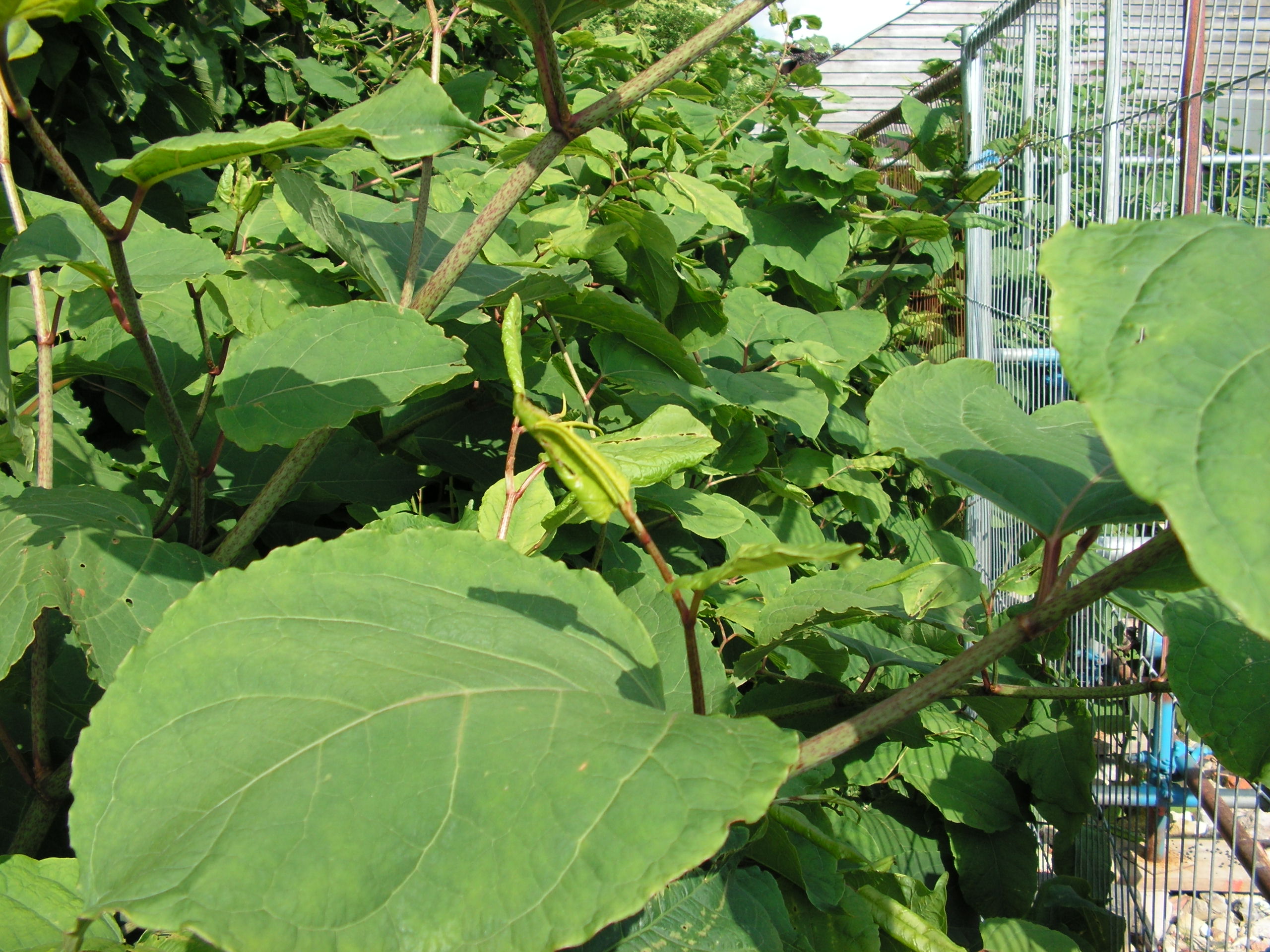 Is it illegal to have Japanese knotweed in my garden?