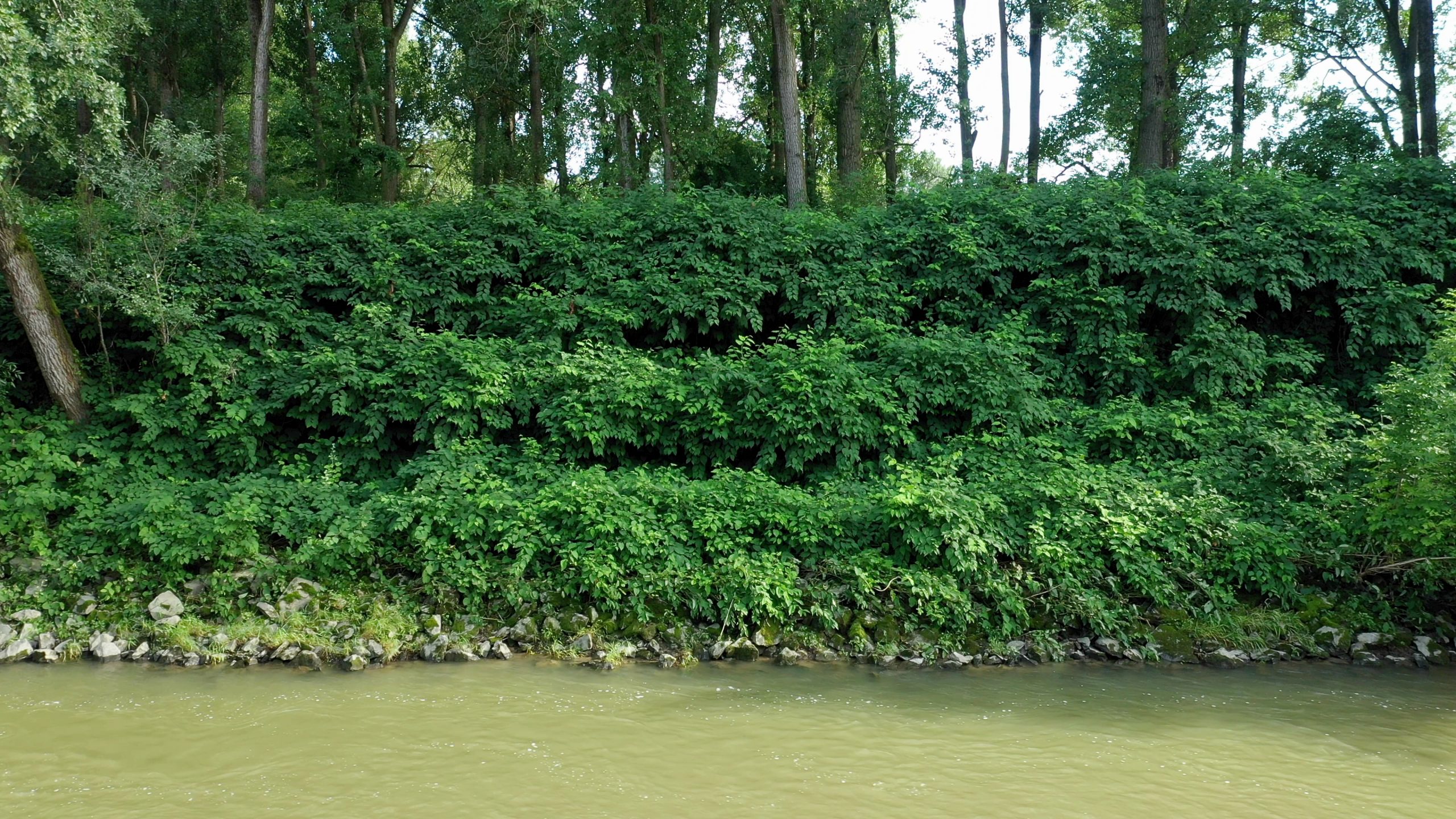 What legal implications are there for landowners with Japanese knotweed?