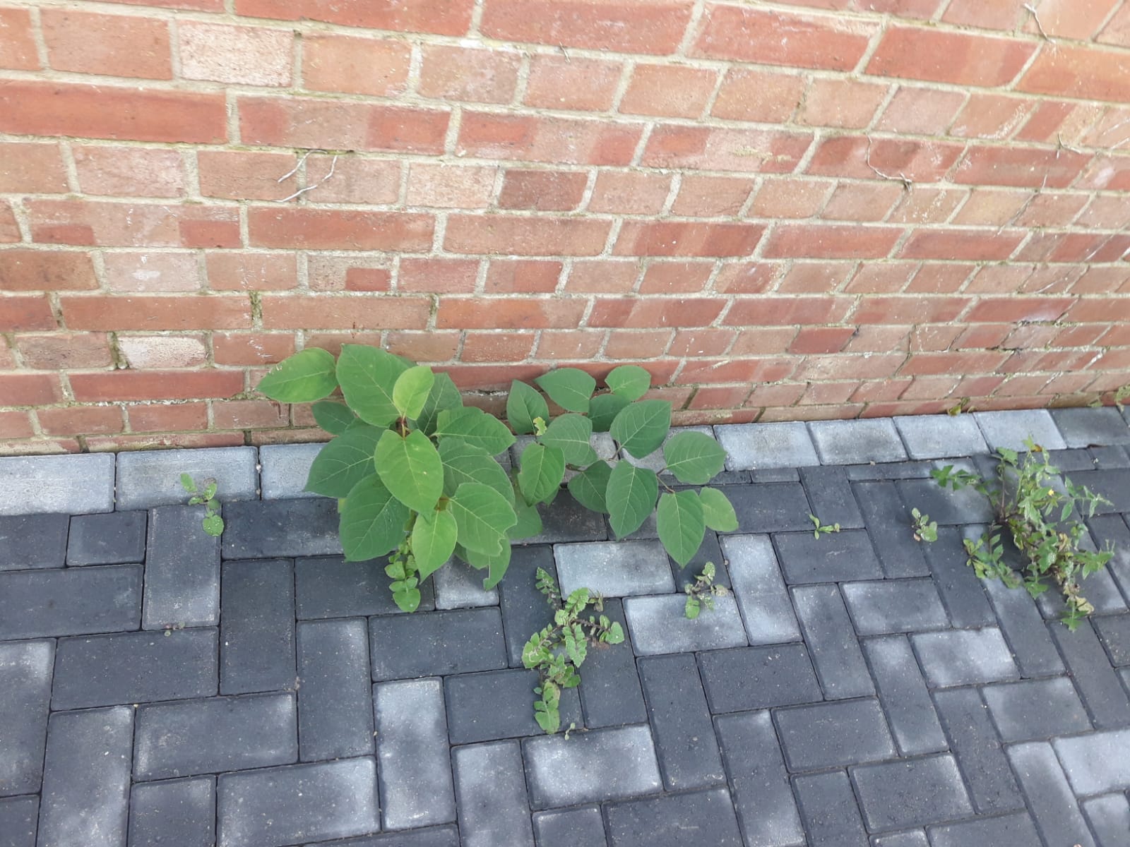 What does a Japanese Knotweed Management Plan include?