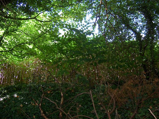 What is the environmental impact of Japanese knotweed?