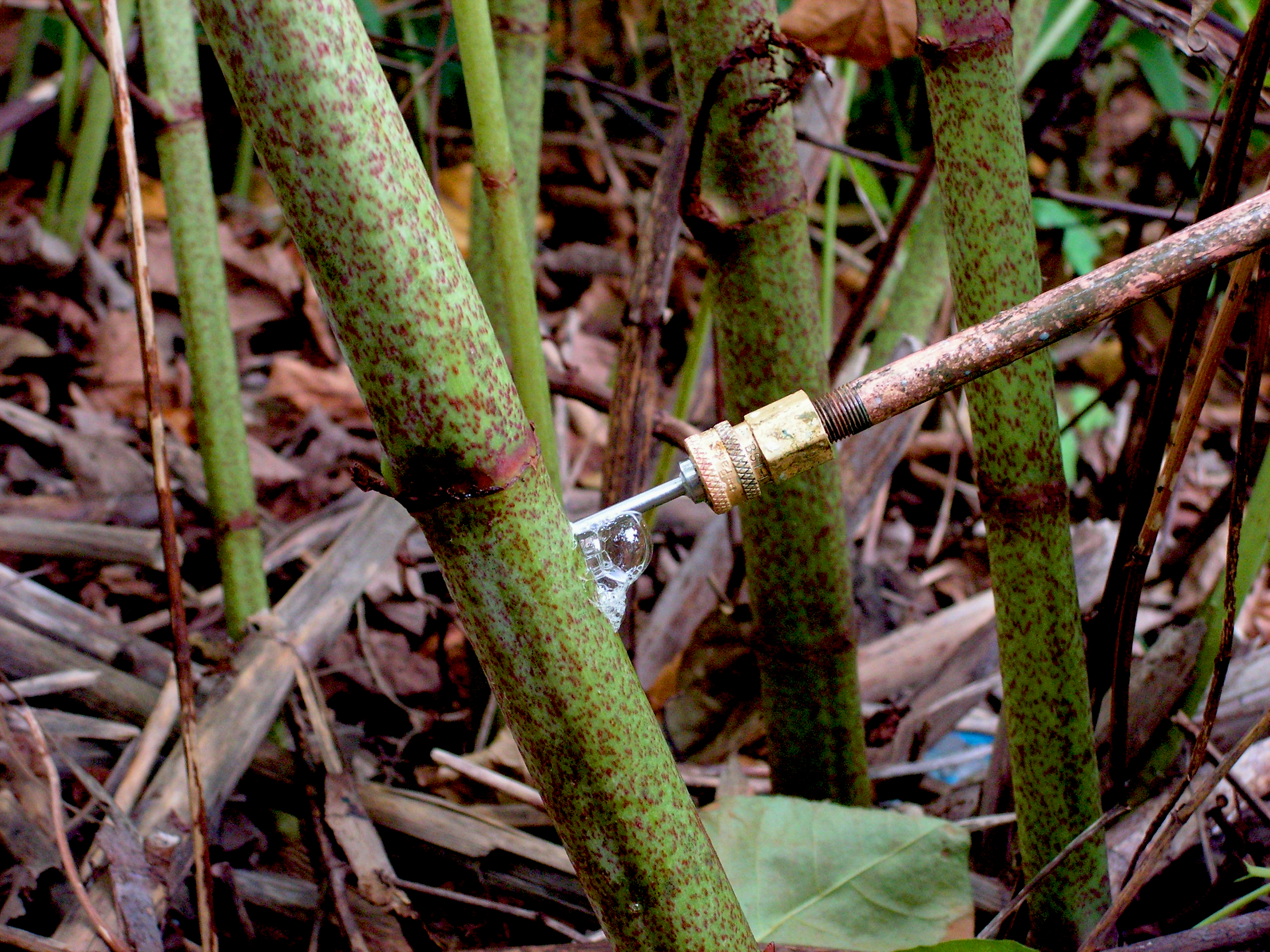 The key features of Japanese knotweed stems