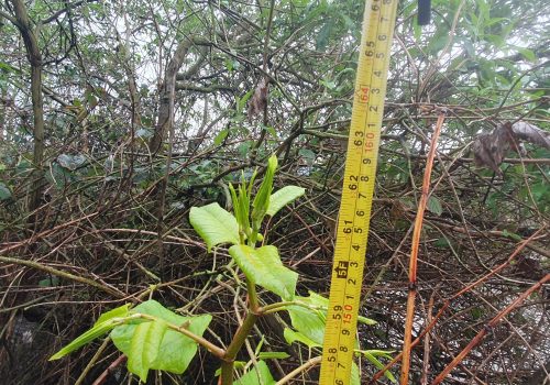 knotweed stem next to a measuring tape to show its height