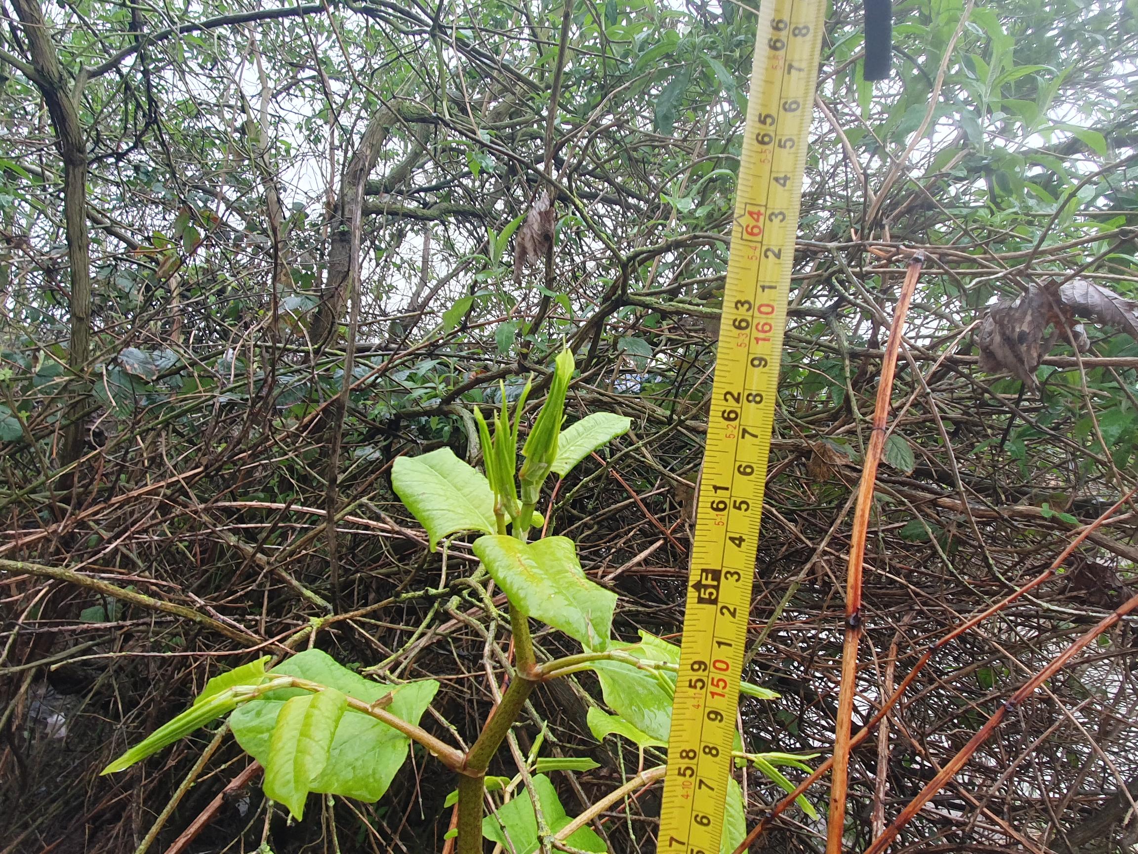 knotweed stem next to a measuring tape to show its height