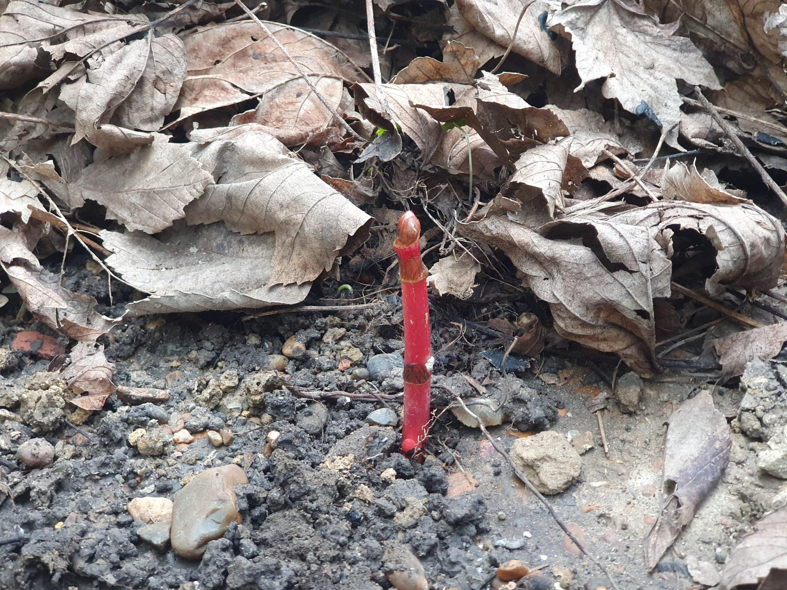 A knotweed shoot in spring