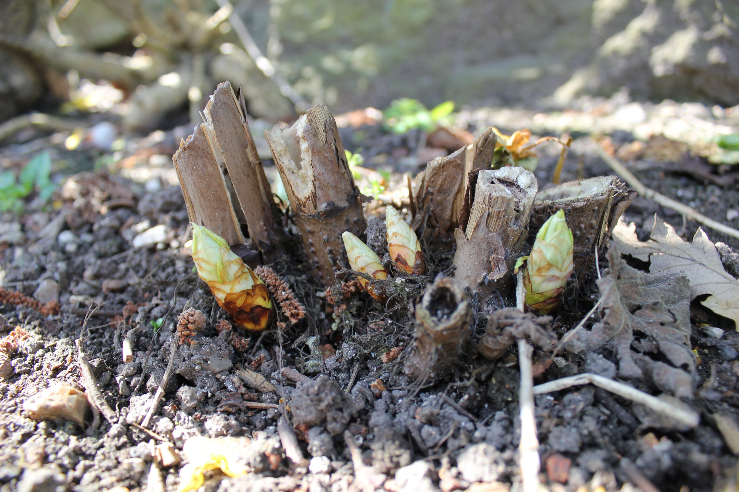 Japanese knotweed growth from last season's crown in spring