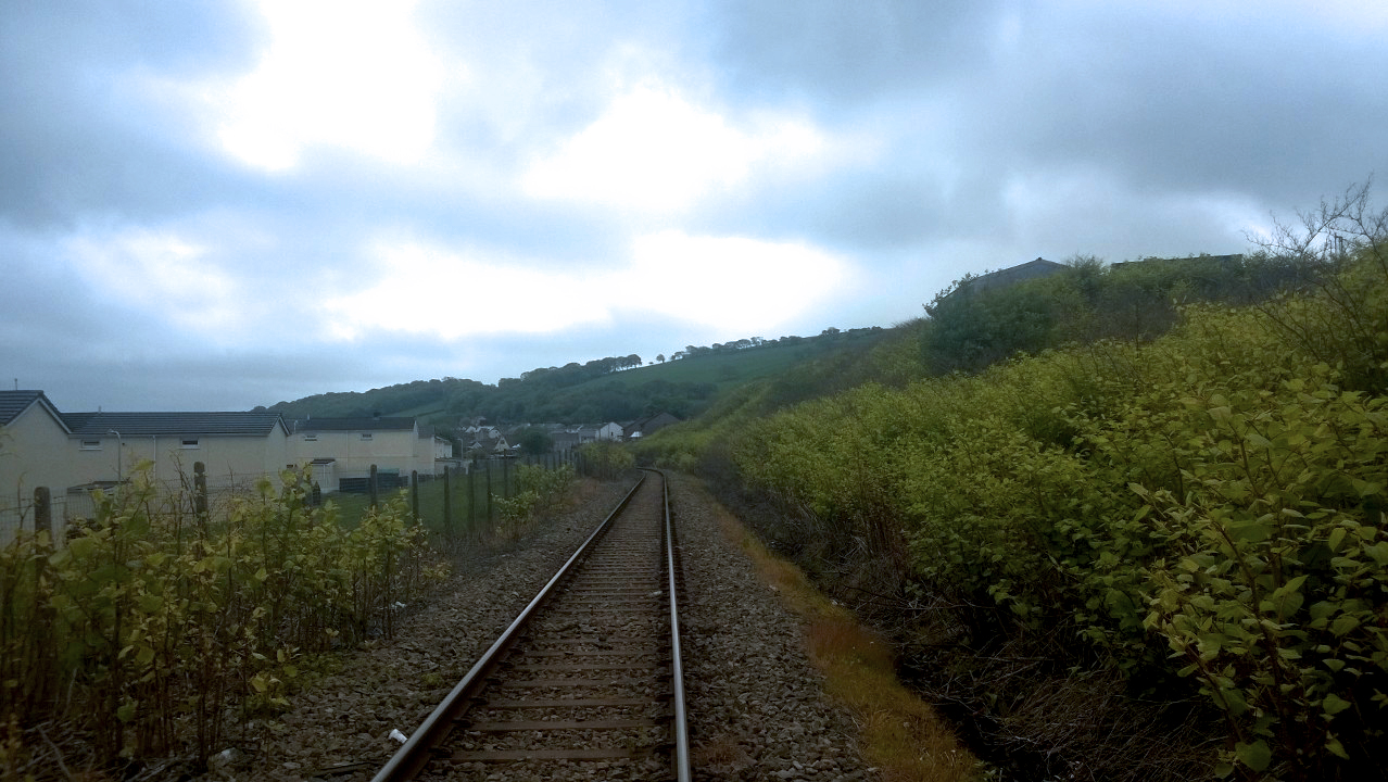 Japanese knotweed growign alongside railway lines