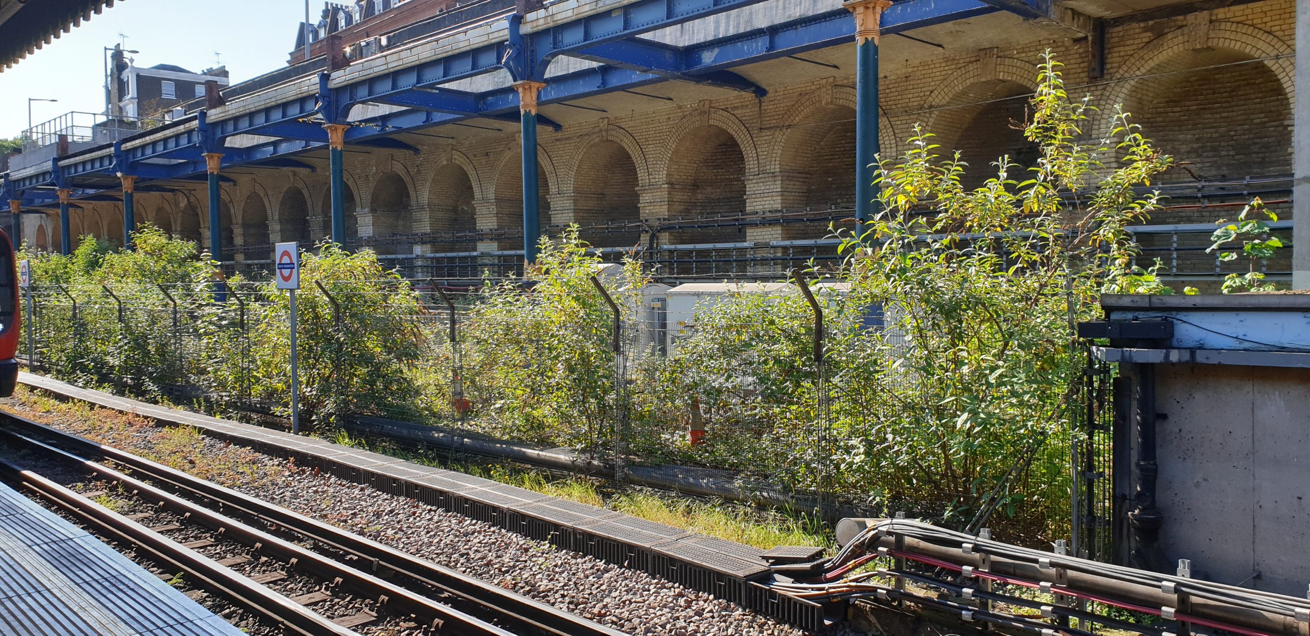 Buddleia growth on railway