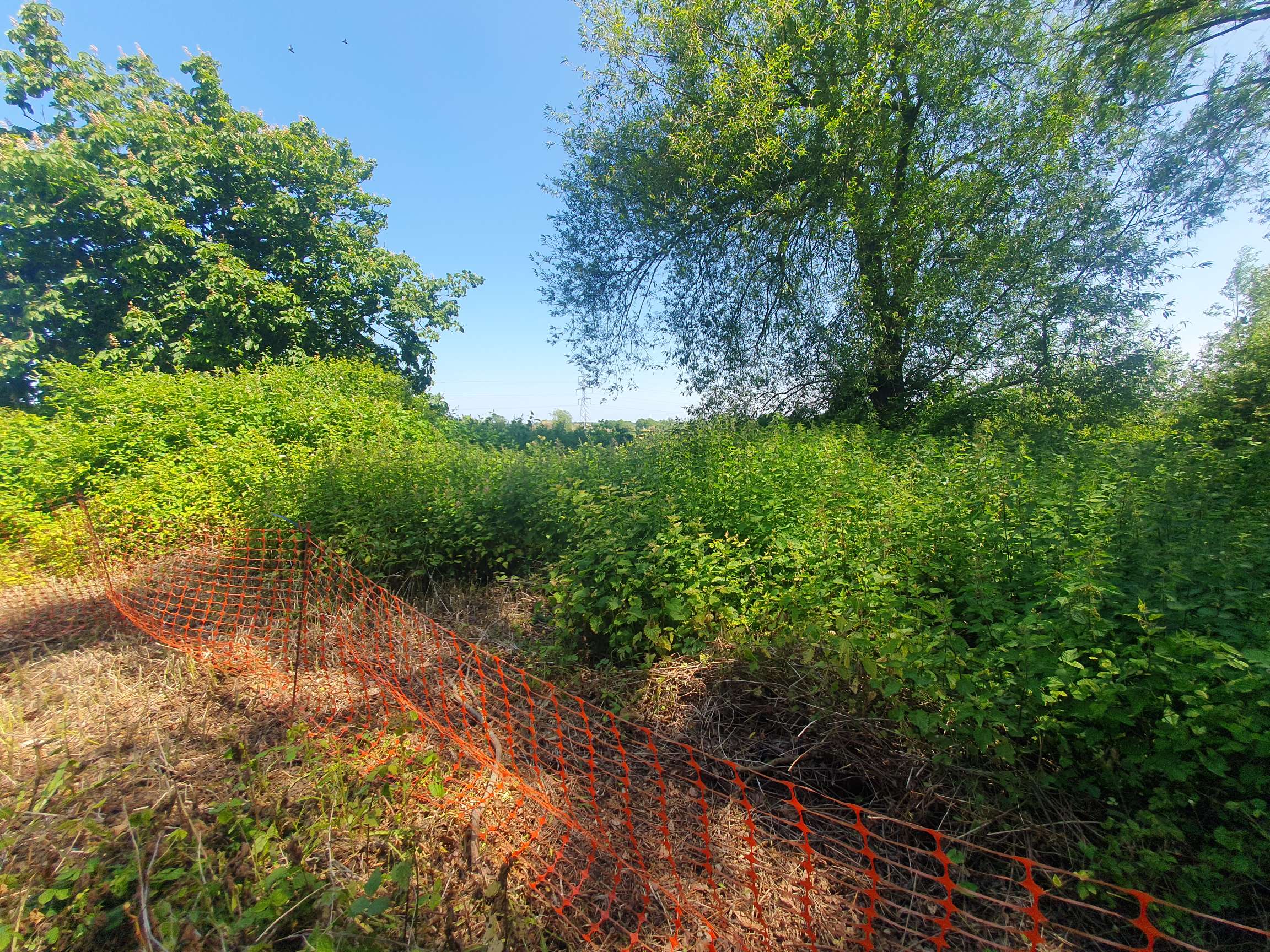 When should I get a Japanese knotweed Survey?