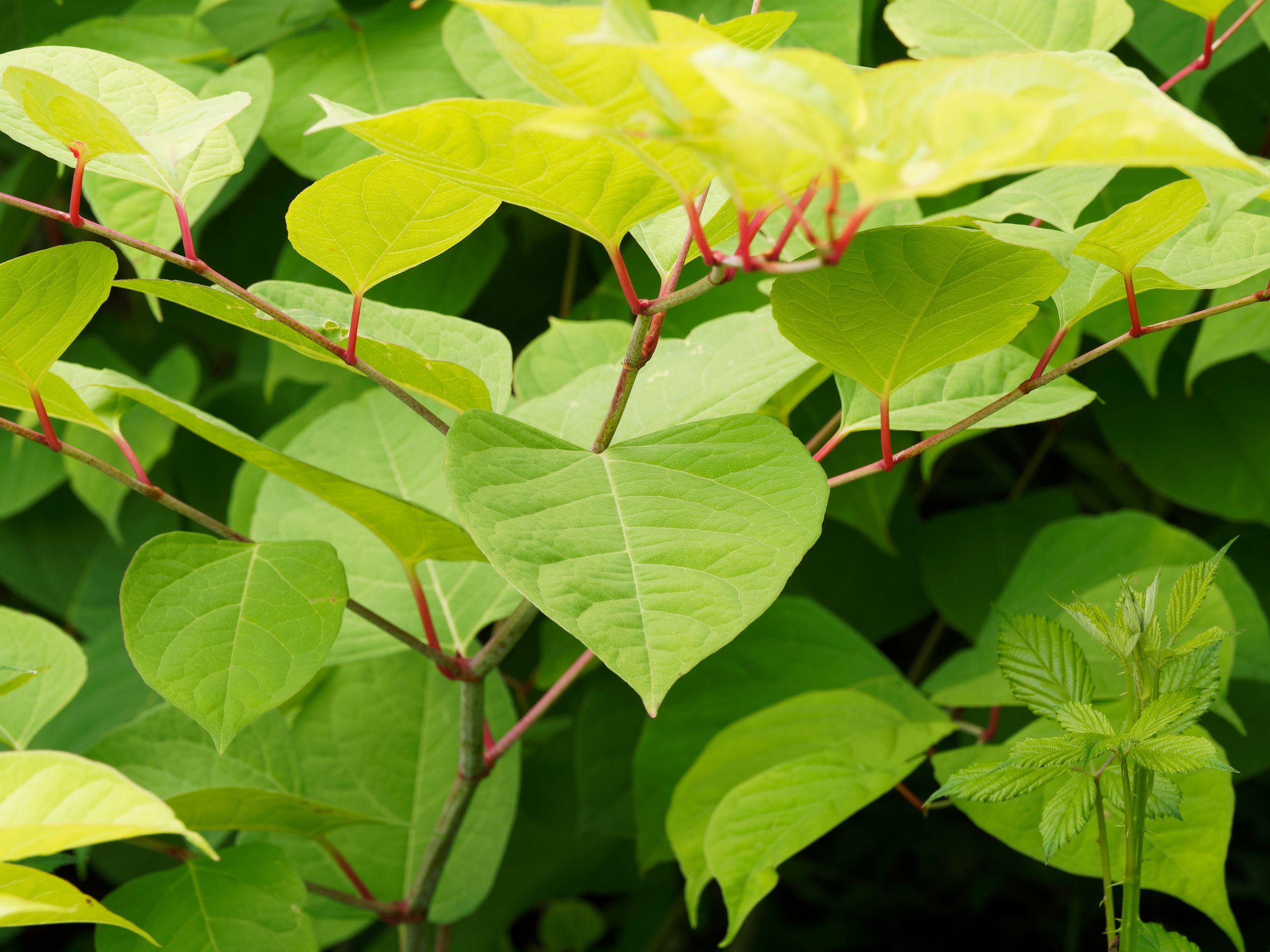 How can I spot Japanese Knotweed during summer?