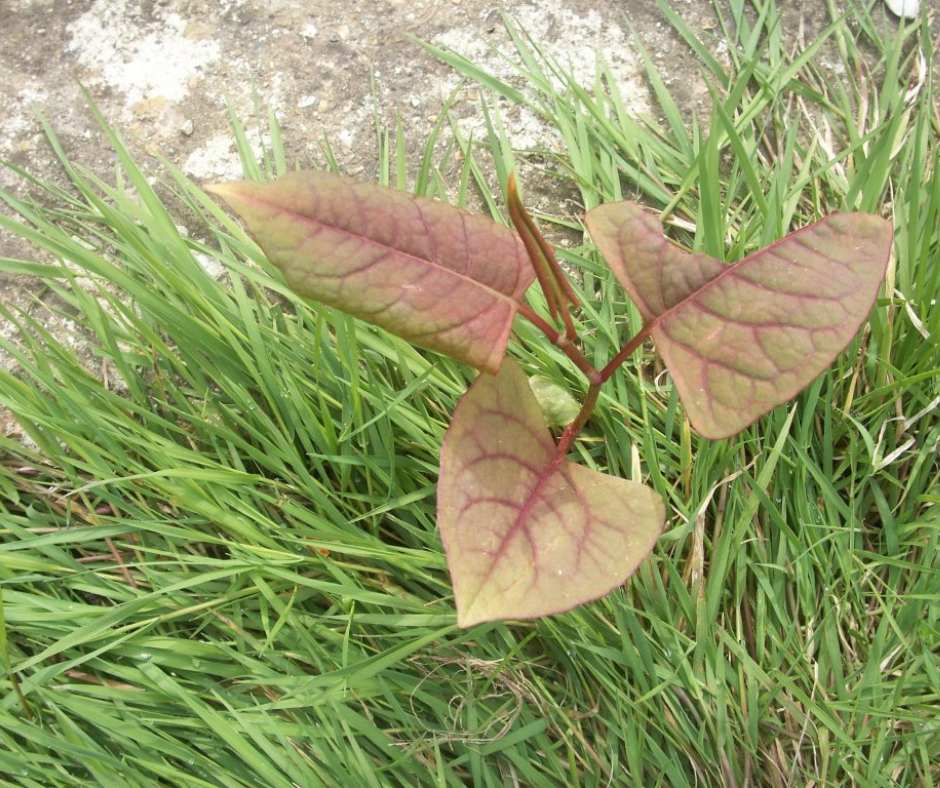 Knotweed Help