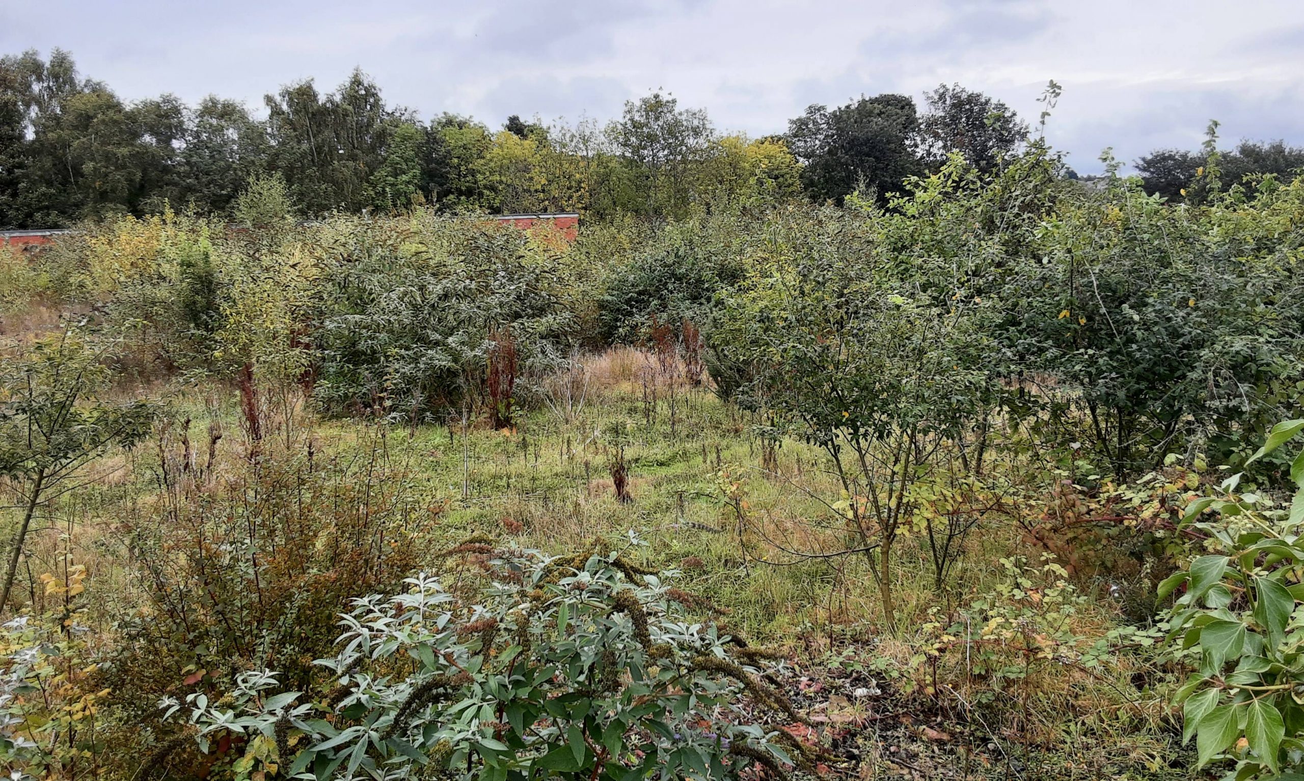 Dense vegetation covering an areas of rough ground