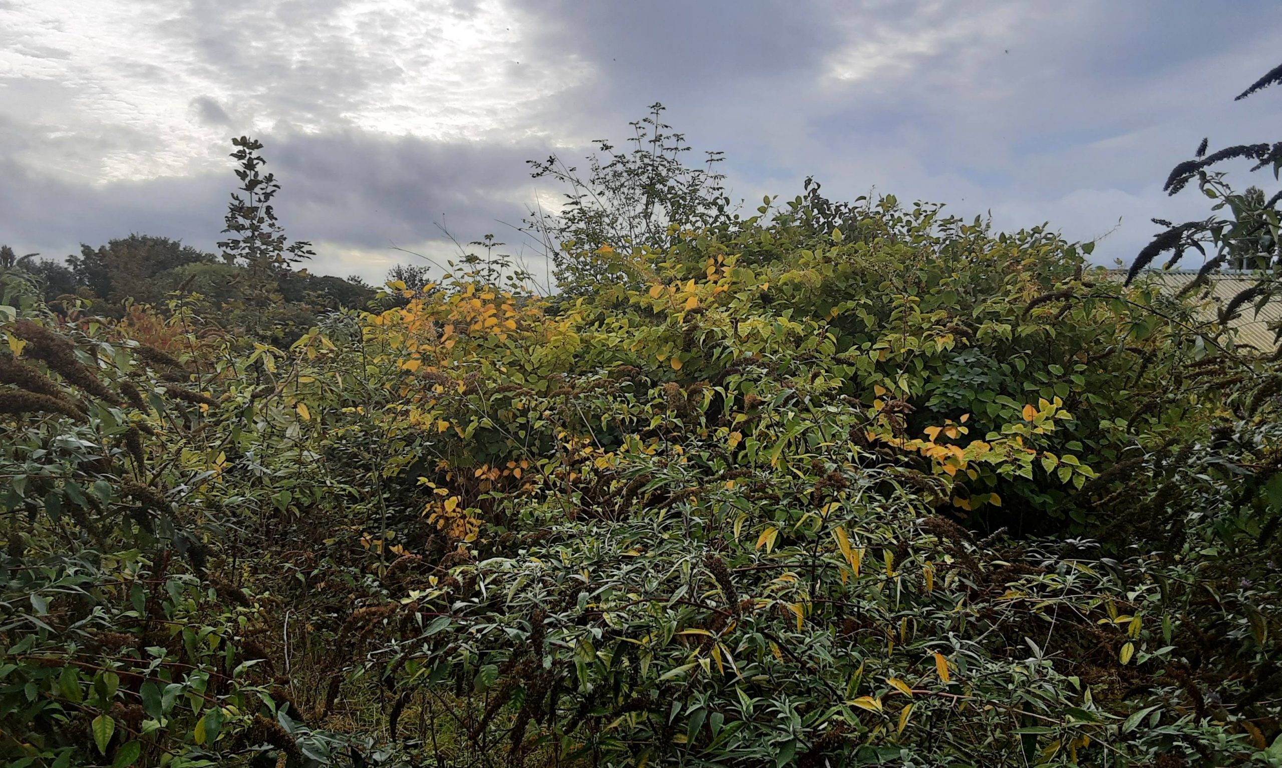 Japanese knotweed overgrowth among other plants