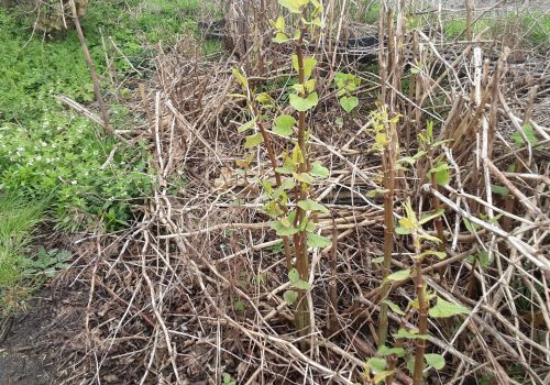 Young knotweed shoots