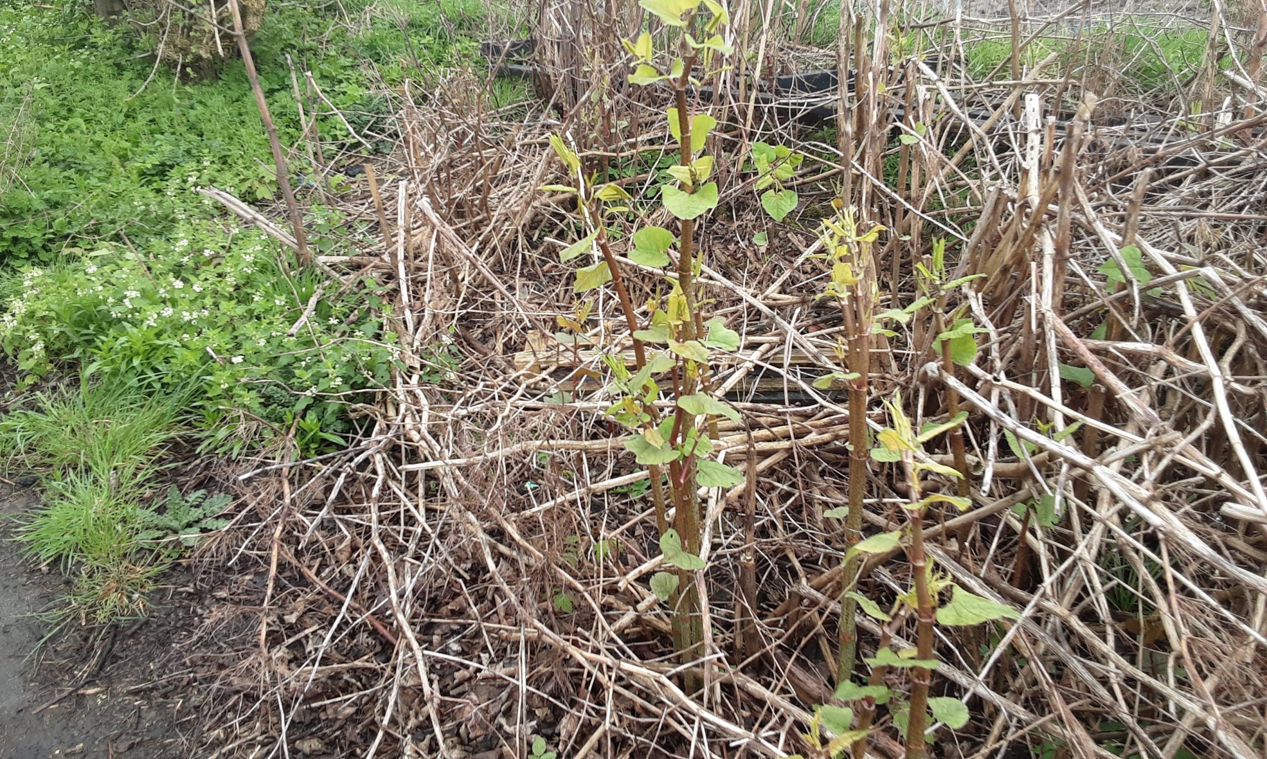 Young knotweed shoots