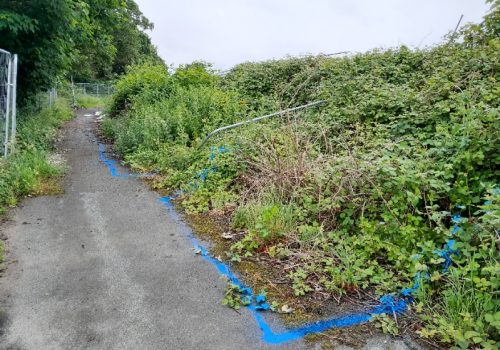 A pathway with knotweed areas marked out in blue