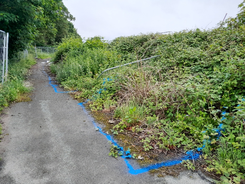 A pathway with knotweed areas marked out in blue