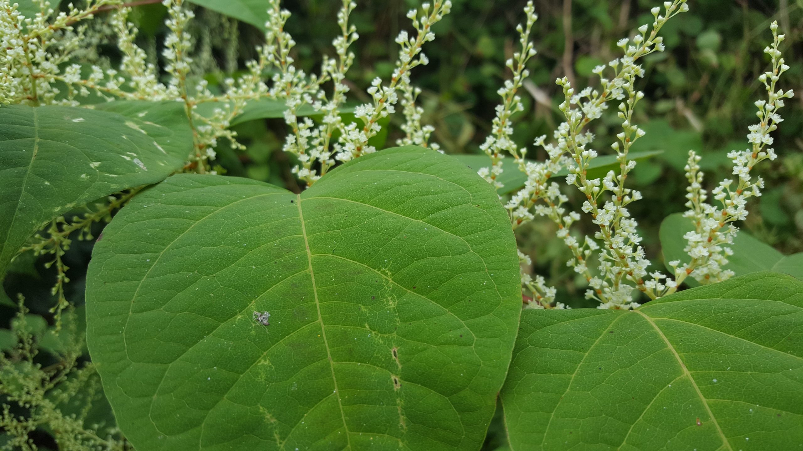 Close up of knotweed leaves and flowers