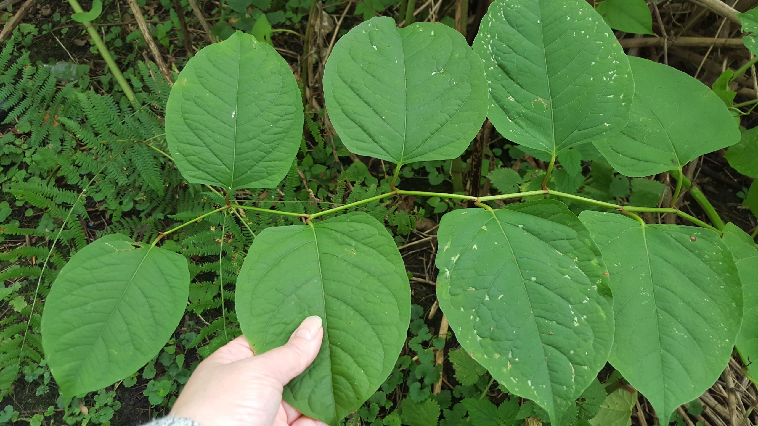 Knotweed leaves being held by hand