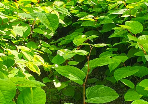 Japanese knotweed leaves