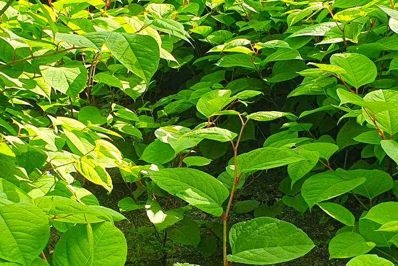 Safe ways to handle Japanese knotweed in your garden