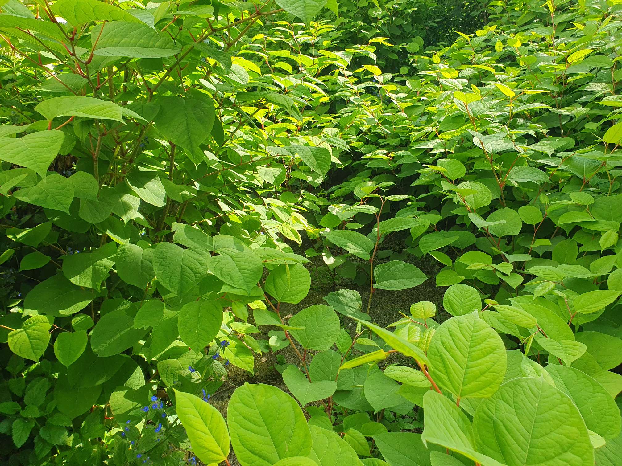 How do I know if I have knotweed right now?