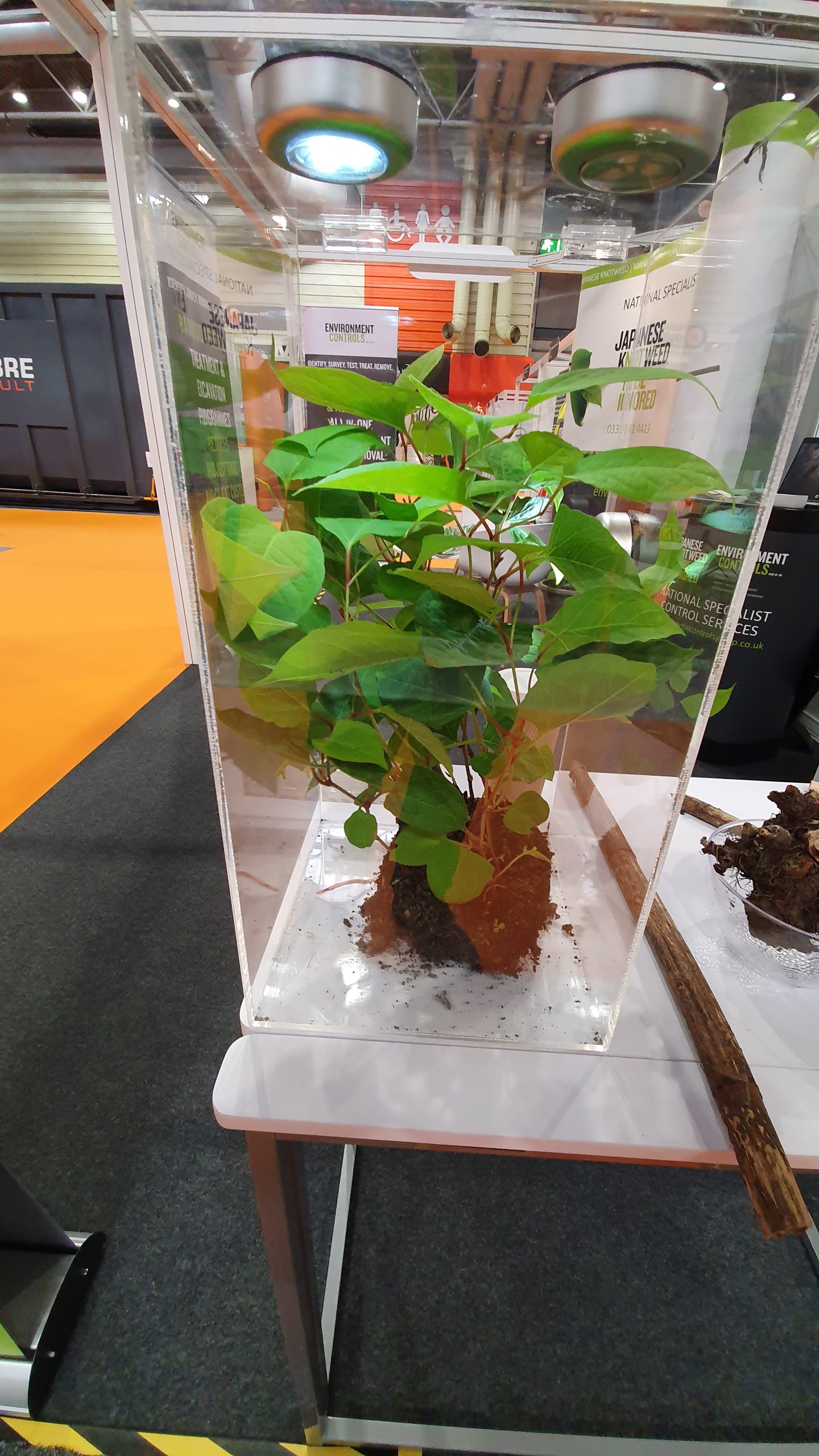 Close up of Japanese knotweed plant in a glass container