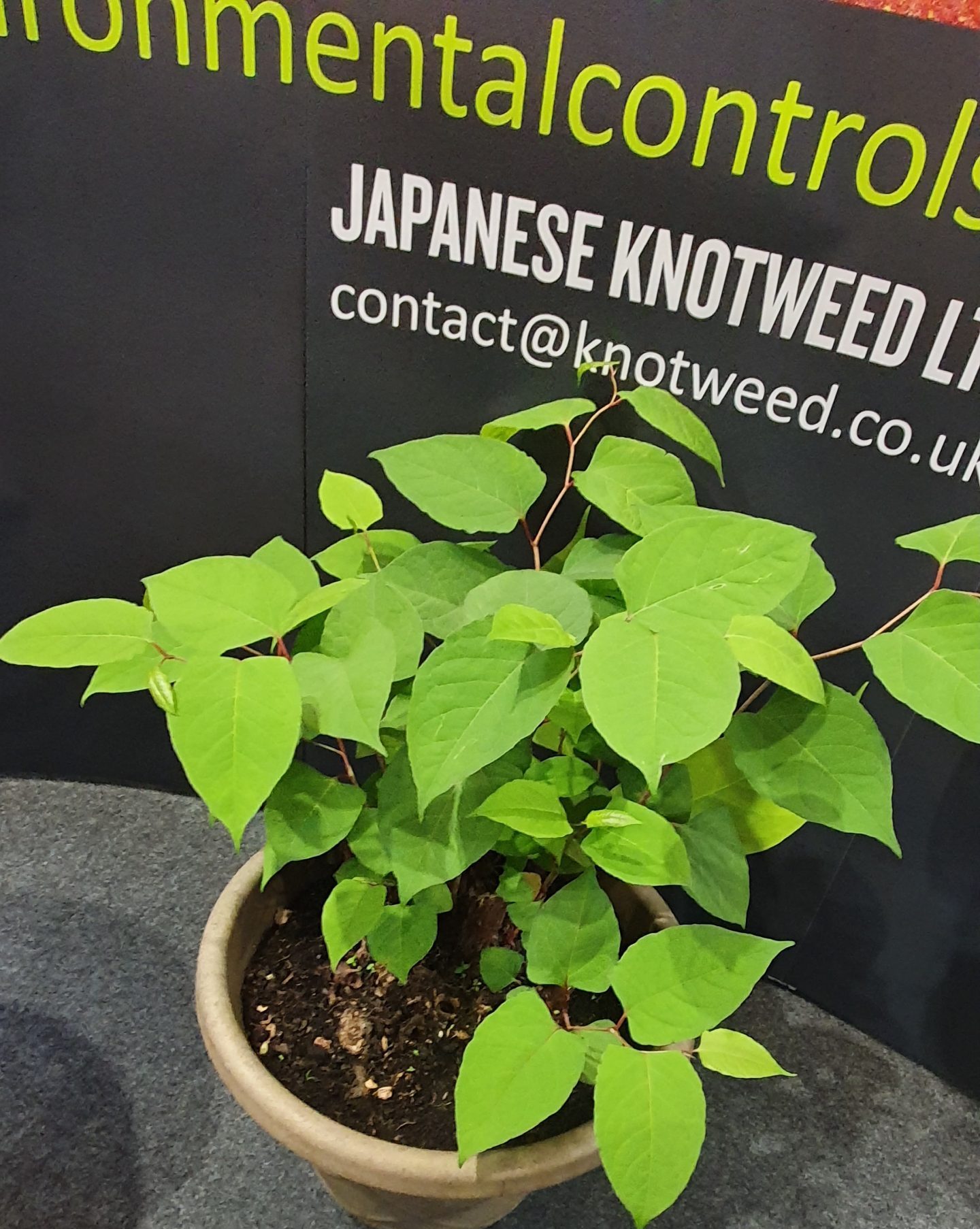 Knotweed plant in a pot