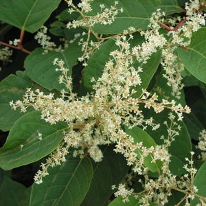 Image of Knotweed flowers in summer