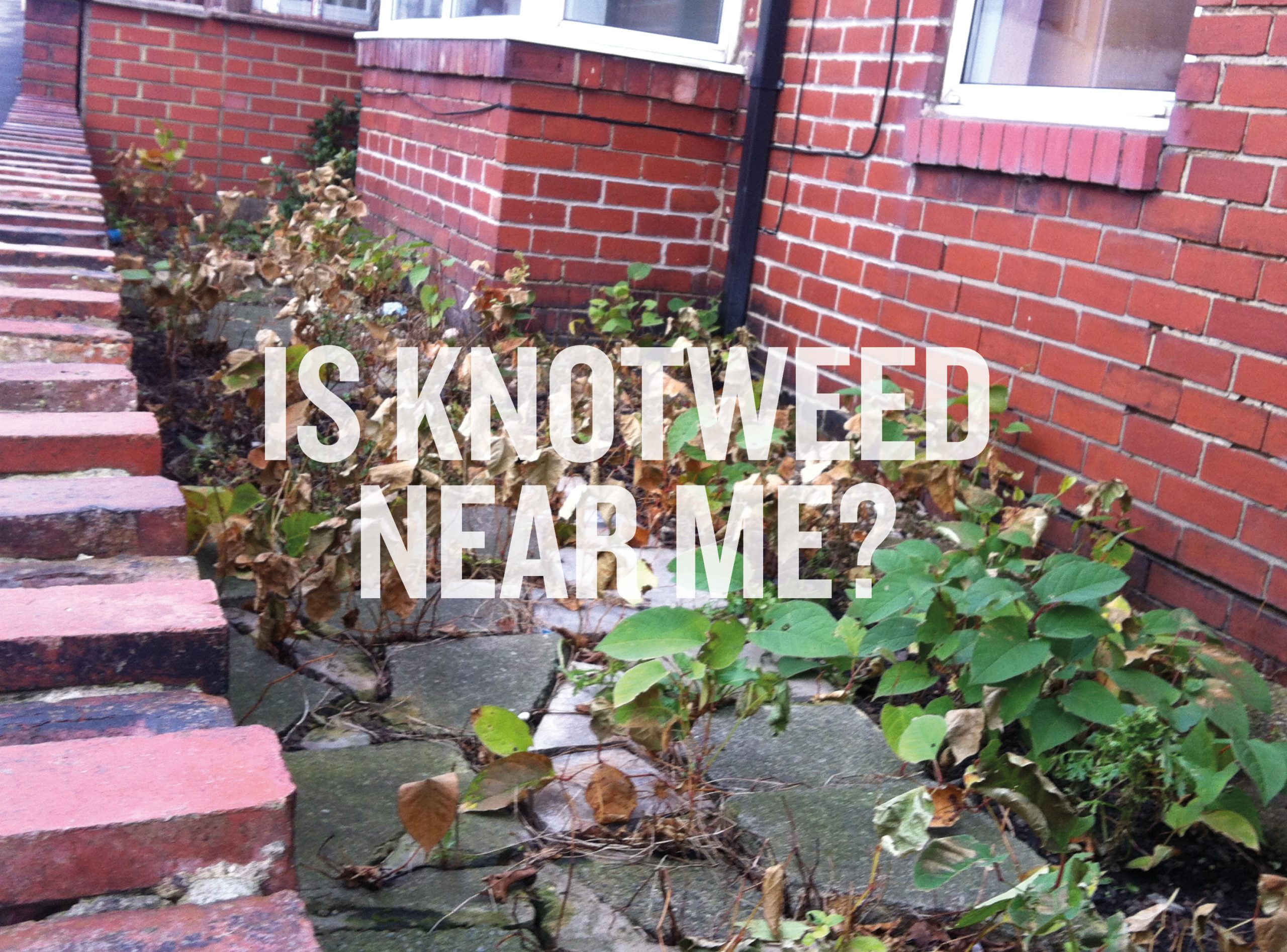 Knotweed in the UK