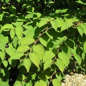 image of Knotweed leaves in summer