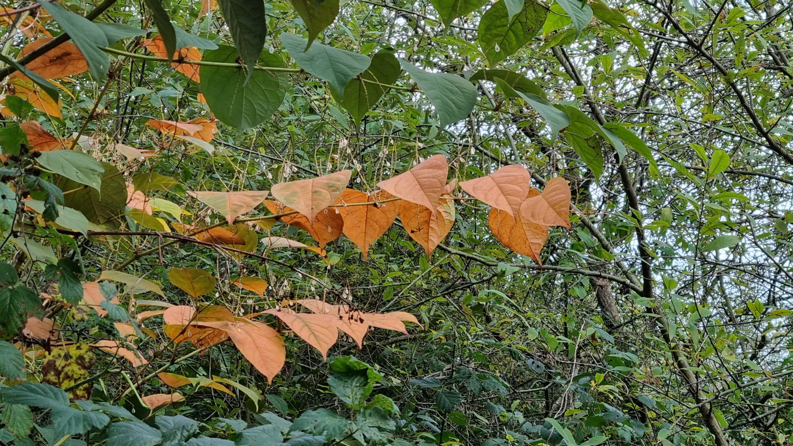 Leaves of a knotweed plant turning golden in autumn