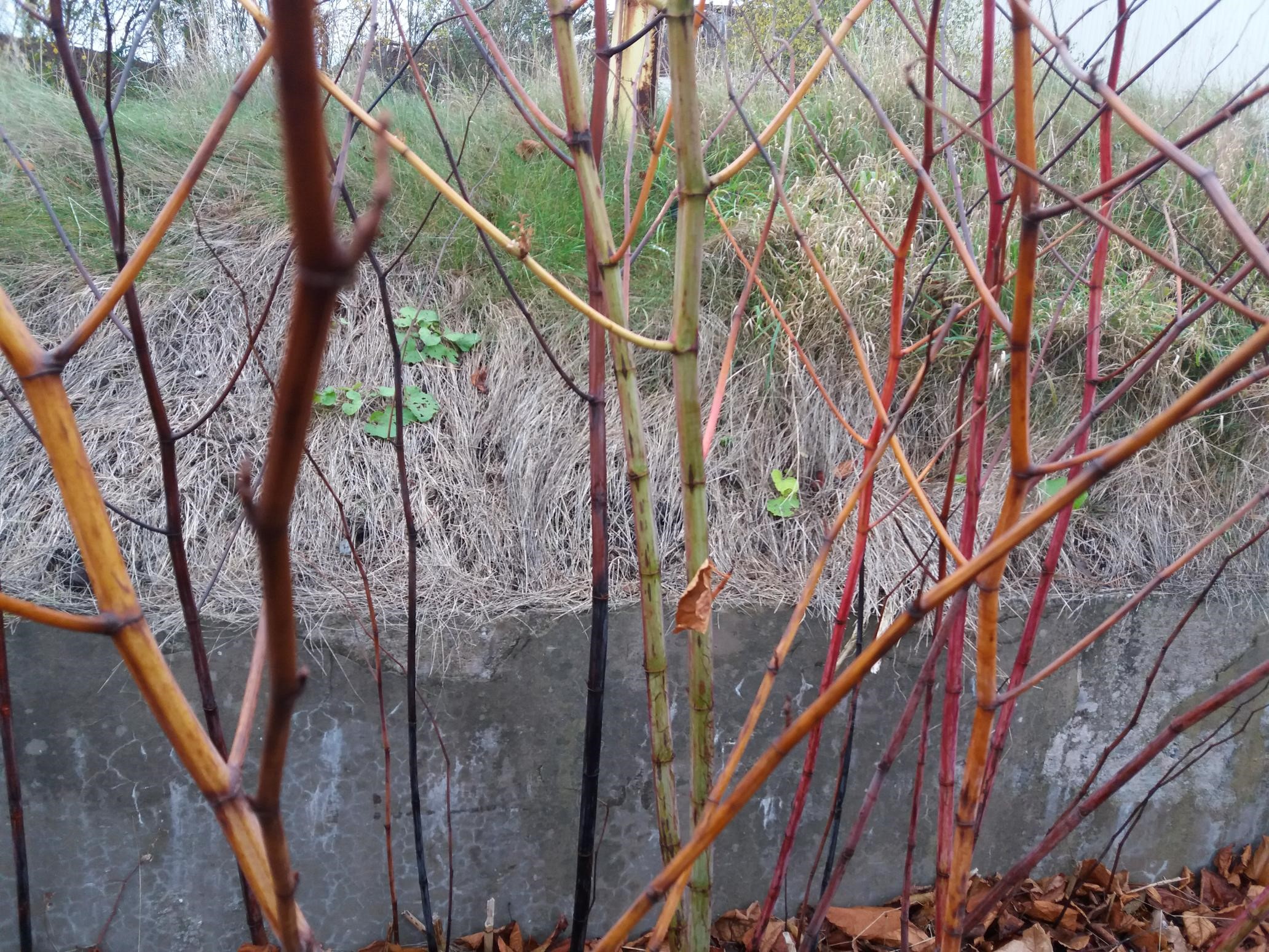 Stems of a knotweed plant