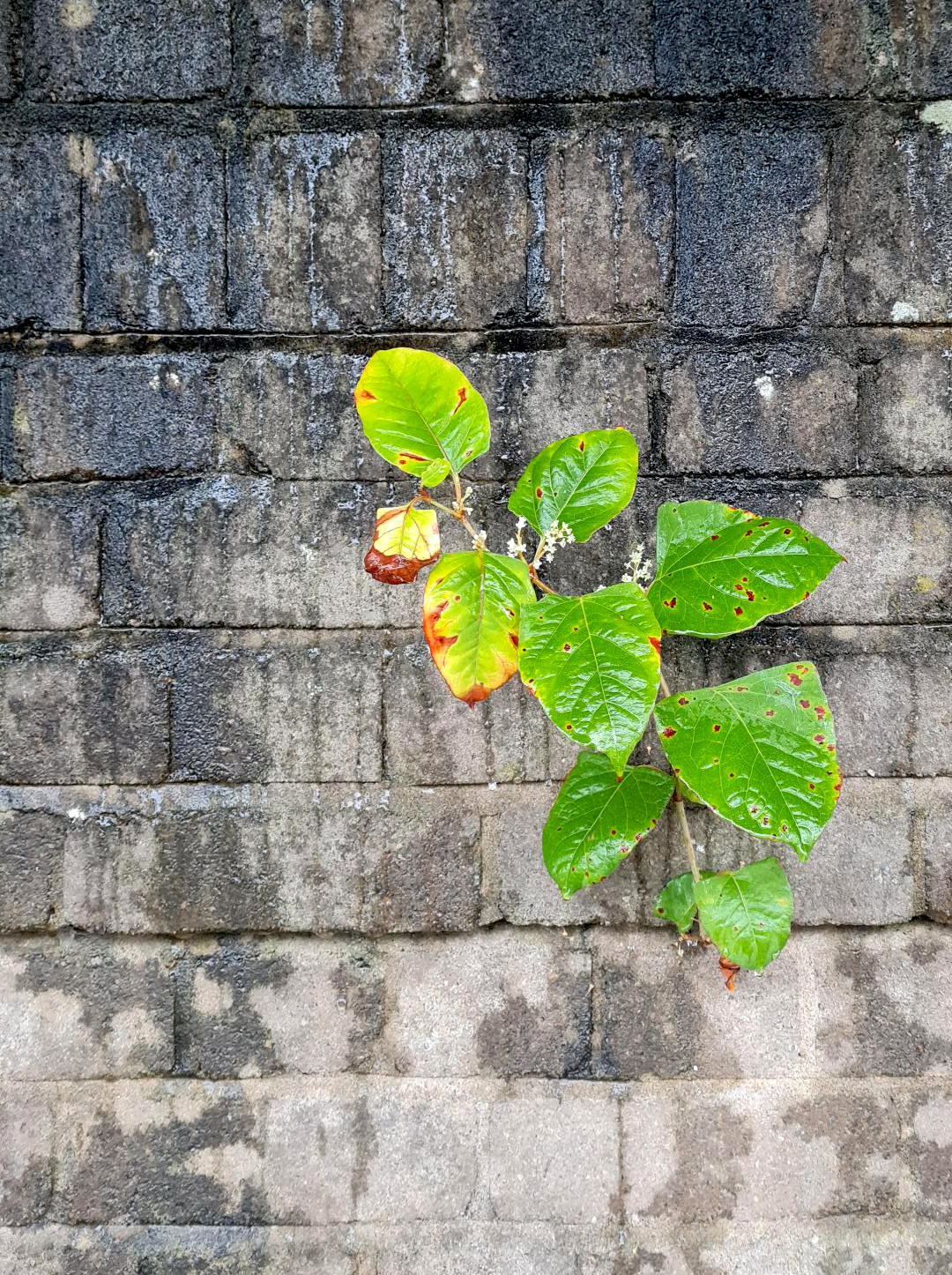 Image of a knotweed shoot growing through a wall