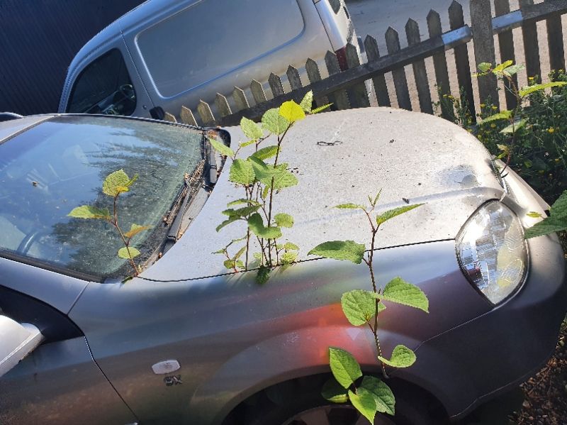 Image of knotweed growing up through a parked car