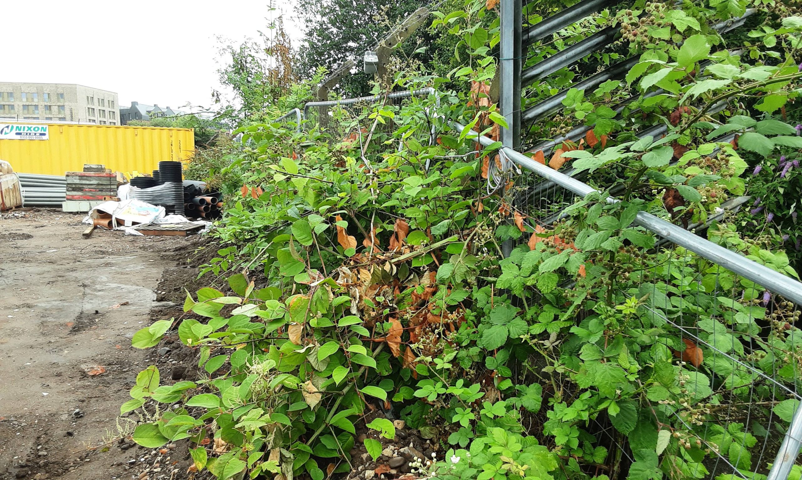 Japanese knotweed growing through a metal barrier