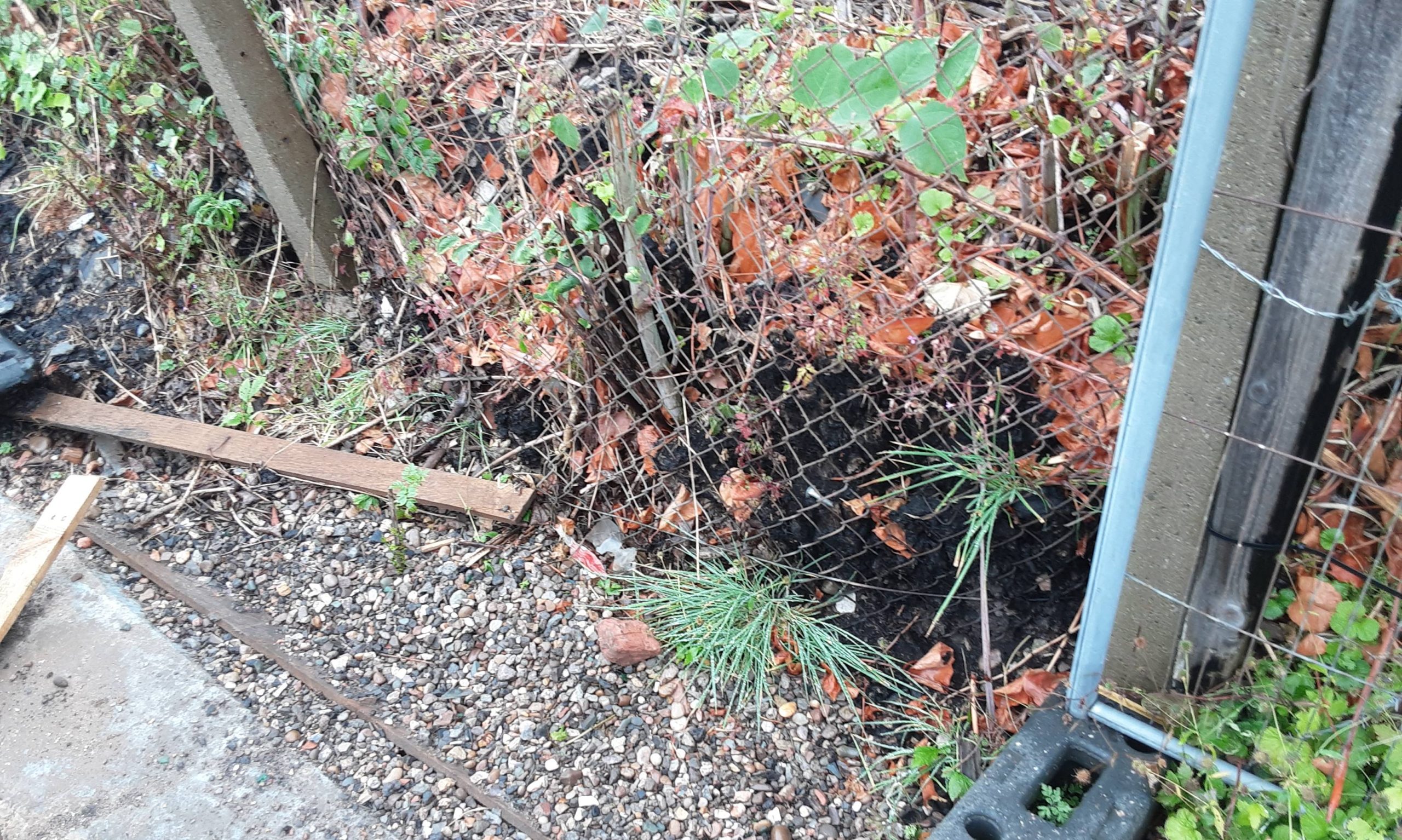 A Japanese knotweed crown