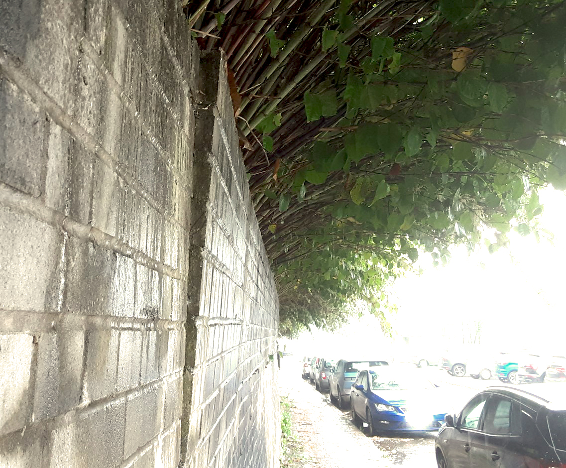 Image of a wall with knotweed growing above it