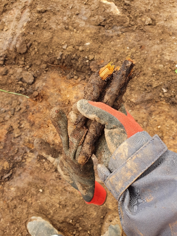 Gloved hand holding knotweed rhizomes