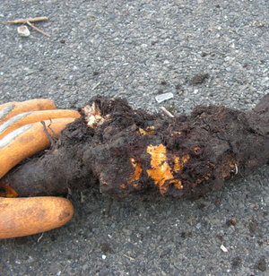 A hand holding an unearthed knotweed root