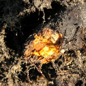 The centre of a knotweed root showing it's bright orange colouration.