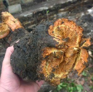 A large knotweed rhizome specimen